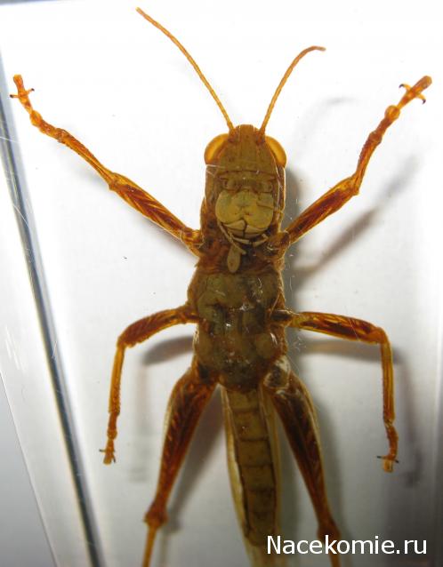 Насекомые №6 - Цитрусовая саранча (Chondracris rosea)
