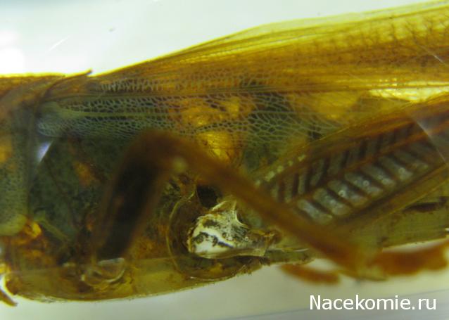 Насекомые №6 - Цитрусовая саранча (Chondracris rosea)
