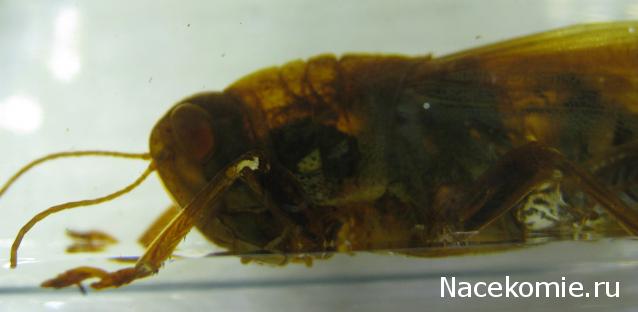 Насекомые №6 - Цитрусовая саранча (Chondracris rosea)