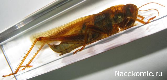 Насекомые №6 - Цитрусовая саранча (Chondracris rosea)