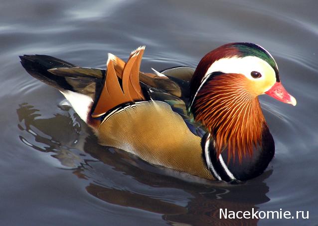 Что за Марка