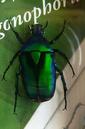 Насекомые №4 - Изумрудный жук (Trigonophorus sp.)