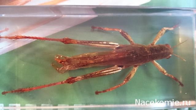 Насекомые №6 - Цитрусовая саранча (Chondracris rosea)