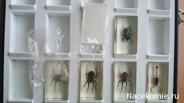Насекомые №4 - Изумрудный жук (Trigonophorus sp.)