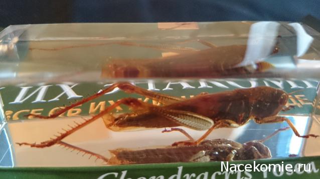 Насекомые №6 - Цитрусовая саранча (Chondracris rosea)