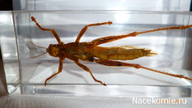 Насекомые №6 - Цитрусовая саранча (Chondracris rosea)