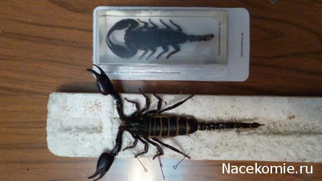 Насекомые №3 - Скорпион гетерометрус (Heterometrus sp.)