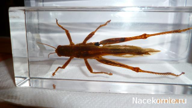 Насекомые №6 - Цитрусовая саранча (Chondracris rosea)