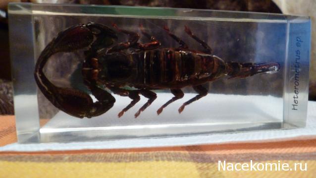 Насекомые №3 - Скорпион гетерометрус (Heterometrus sp.)