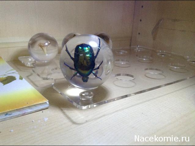 Чудеса Природы №4 - Золотистая Бронзовка