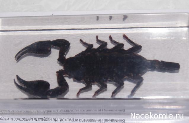 Насекомые №3 - Скорпион гетерометрус (Heterometrus sp.)