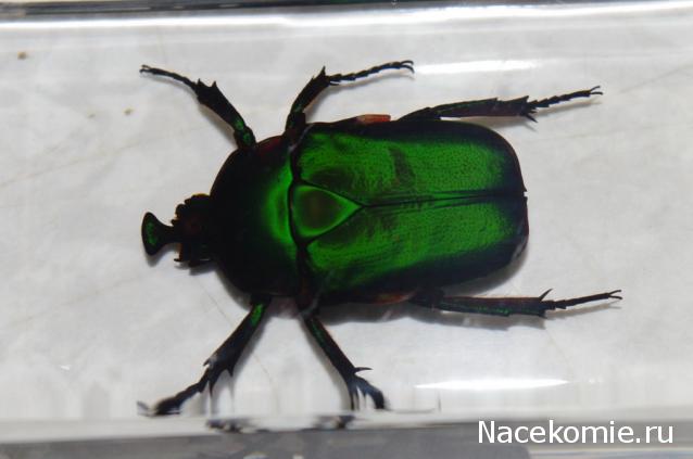 Насекомые №4 - Изумрудный жук (Trigonophorus sp.)