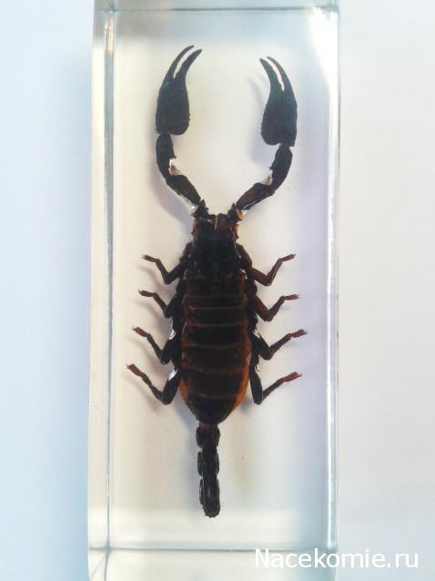 Насекомые №3 - Скорпион гетерометрус (Heterometrus sp.)