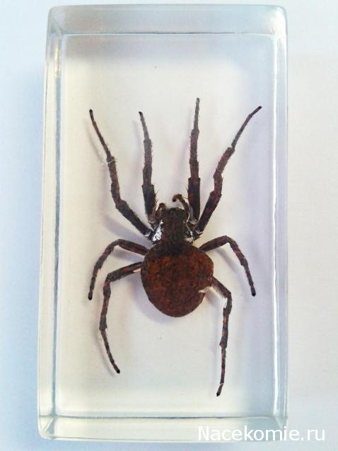 Насекомые №2 - Паук крестовик (Araneus sp.)