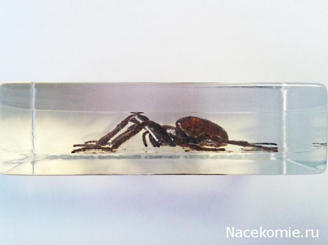 Насекомые №2 - Паук крестовик (Araneus sp.)