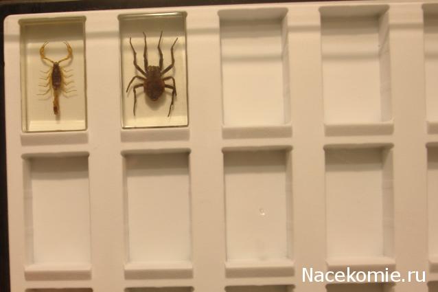 Насекомые №3 - Скорпион гетерометрус (Heterometrus sp.)