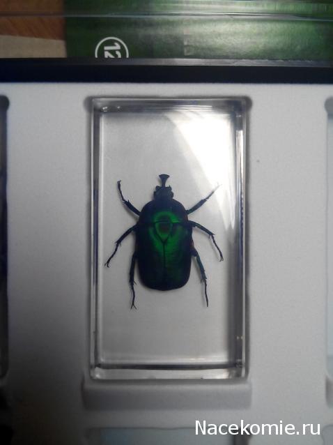 Насекомые №4 - Изумрудный жук (Trigonophorus sp.)