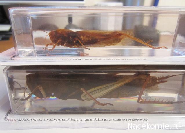 Насекомые №6 - Цитрусовая саранча (Chondracris rosea)