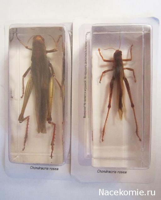 Насекомые №6 - Цитрусовая саранча (Chondracris rosea)