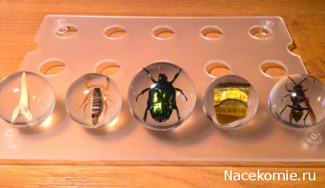 Чудеса Природы - График Выхода и обсуждение