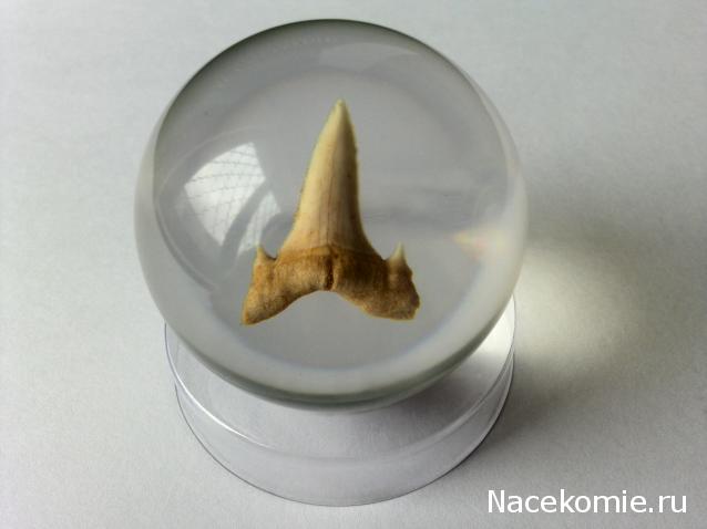 Чудеса Природы №1 - Окаменелый зуб акулы