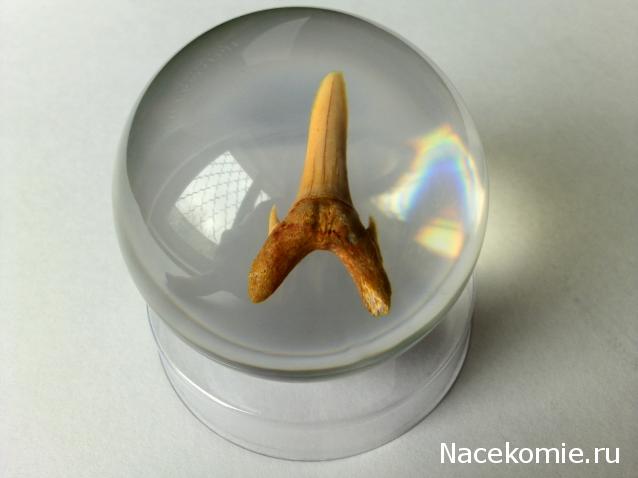 Чудеса Природы №1 - Окаменелый зуб акулы