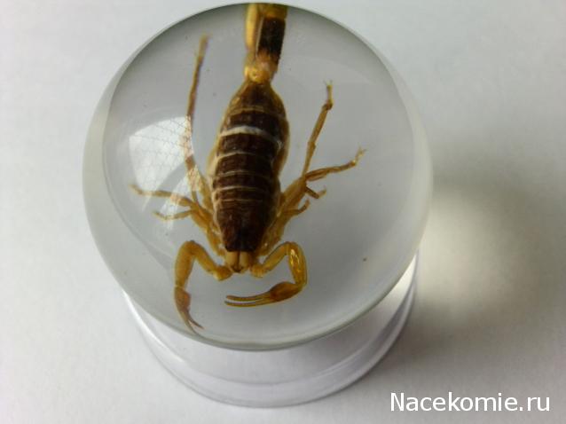 Чудеса Природы №2  - Маньчжурский Скорпион