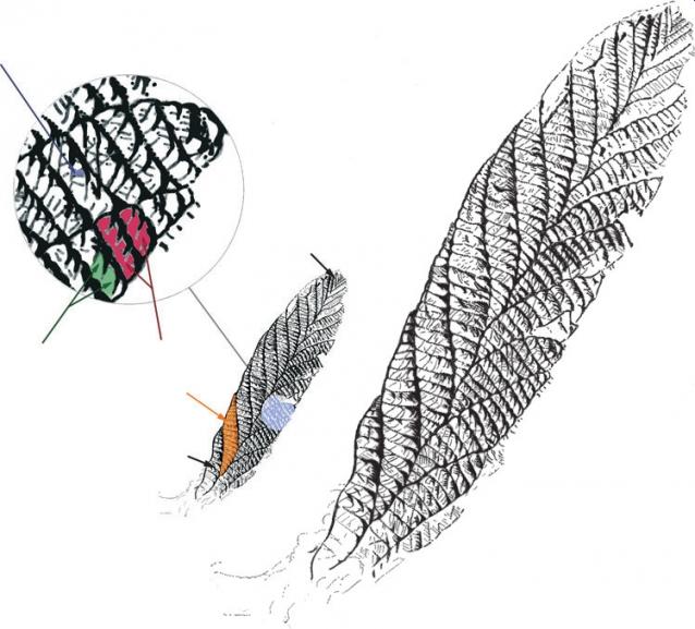 Чудеса Природы  №3 - Тигровый глаз