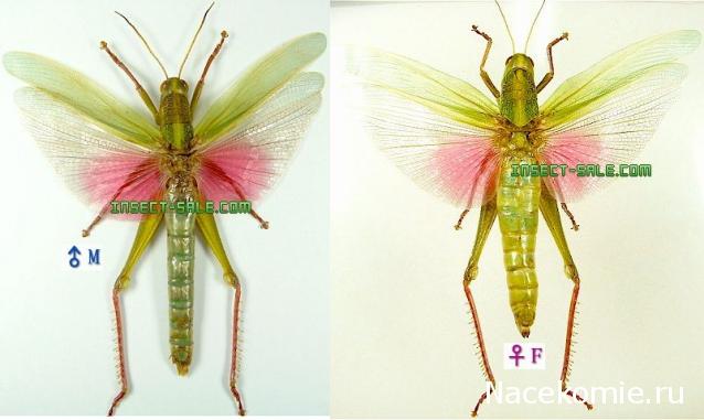 Насекомые №6 - Цитрусовая саранча (Chondracris rosea)