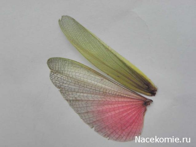 Насекомые №6 - Цитрусовая саранча (Chondracris rosea)