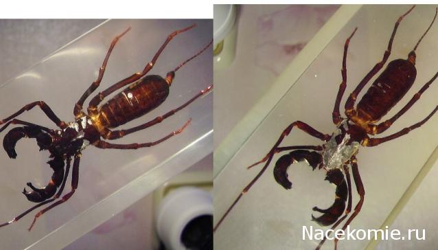 Чудеса Природы. Подписка