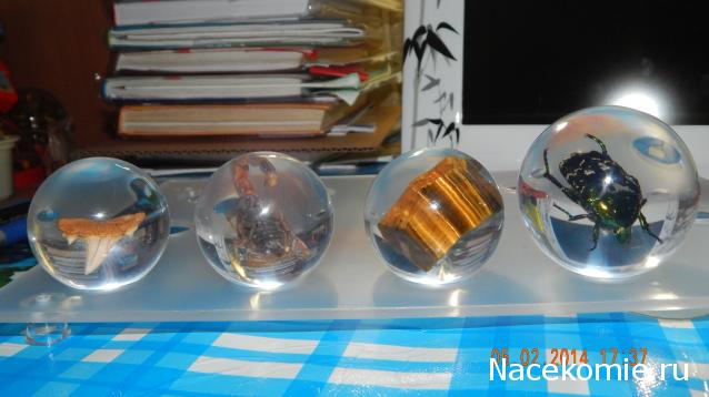 Чудеса Природы №4 - Золотистая Бронзовка