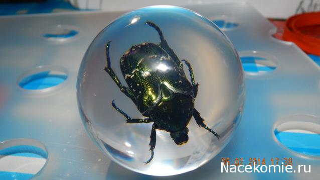 Чудеса Природы №4 - Золотистая Бронзовка