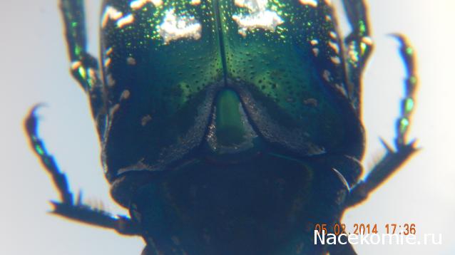 Чудеса Природы №4 - Золотистая Бронзовка