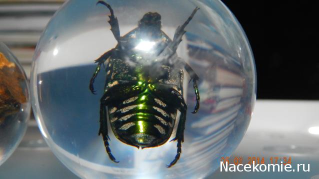 Чудеса Природы №4 - Золотистая Бронзовка