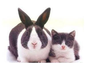 Дом Мечты Болталка: перезагрузка