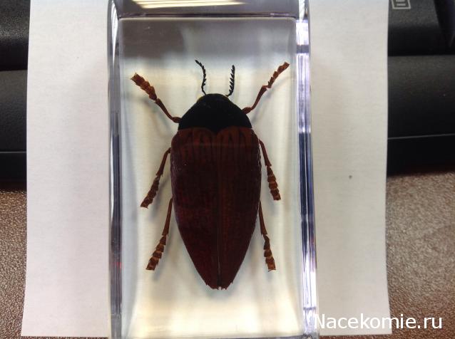 Насекомые №10 - Стерноцера Хильдебрандти (Sternocera hildebrandti)