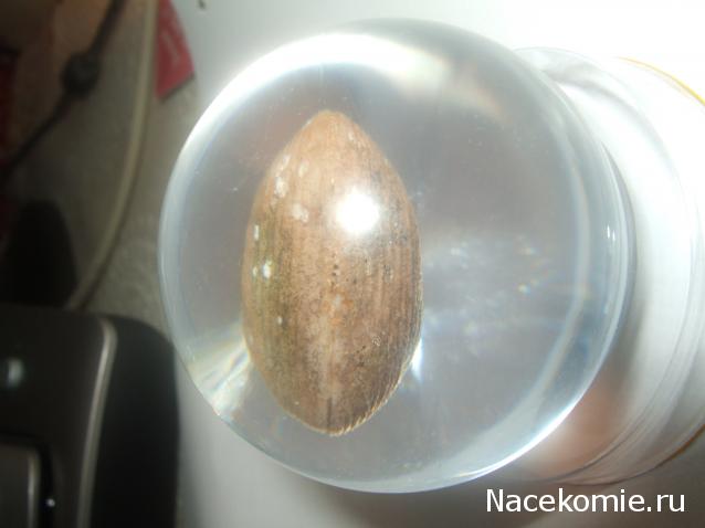 Чудеса Природы №7 - Раковина двустворчатого моллюска