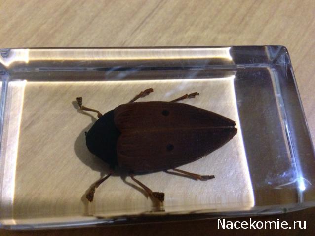 Насекомые №10 - Стерноцера Хильдебрандти (Sternocera hildebrandti)