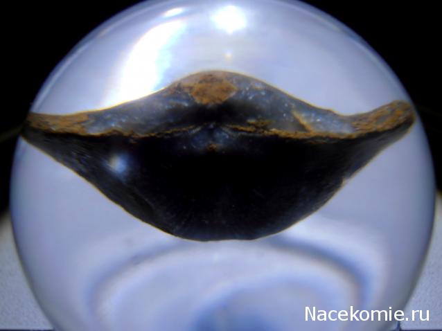 Чудеса Природы №7 - Раковина двустворчатого моллюска