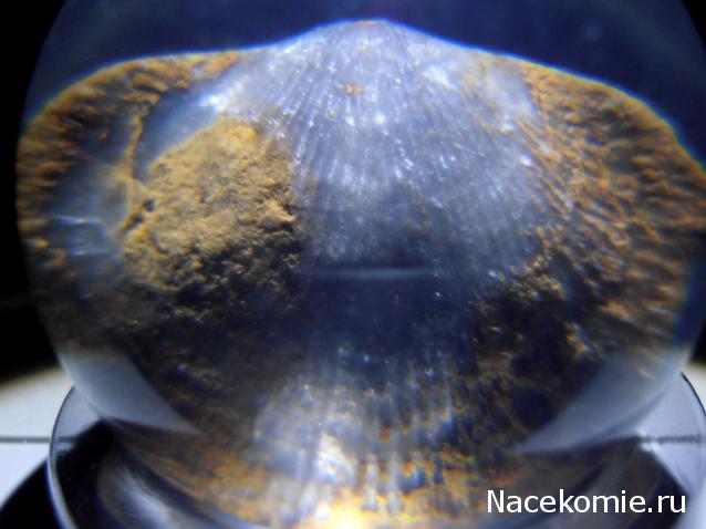 Чудеса Природы №7 - Раковина двустворчатого моллюска