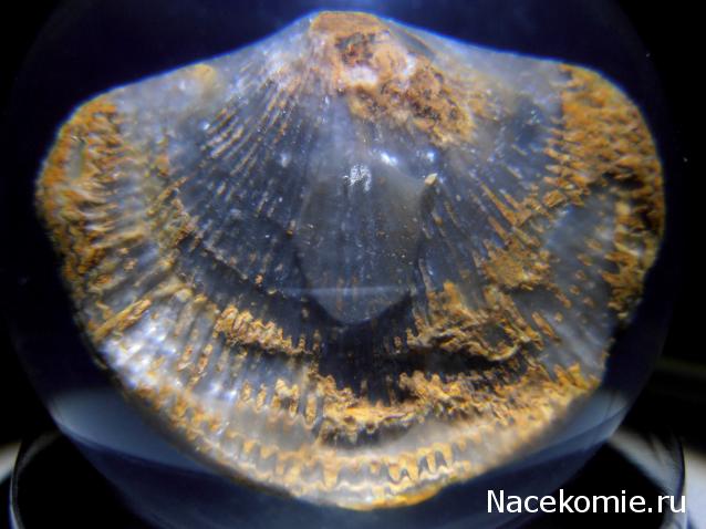 Чудеса Природы №7 - Раковина двустворчатого моллюска