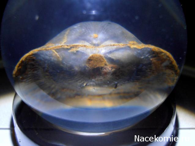 Чудеса Природы №7 - Раковина двустворчатого моллюска