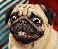 Минералы Сокровища Земли №29 - Халцедон