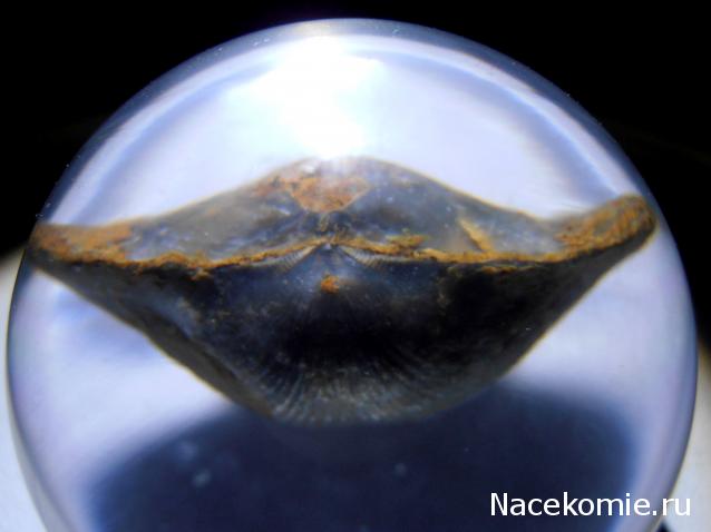 Чудеса Природы №7 - Раковина двустворчатого моллюска