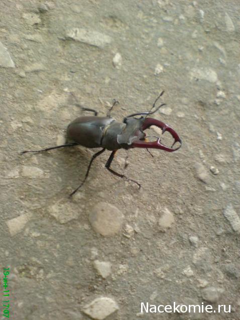 Фото насекомых (не из журнала)