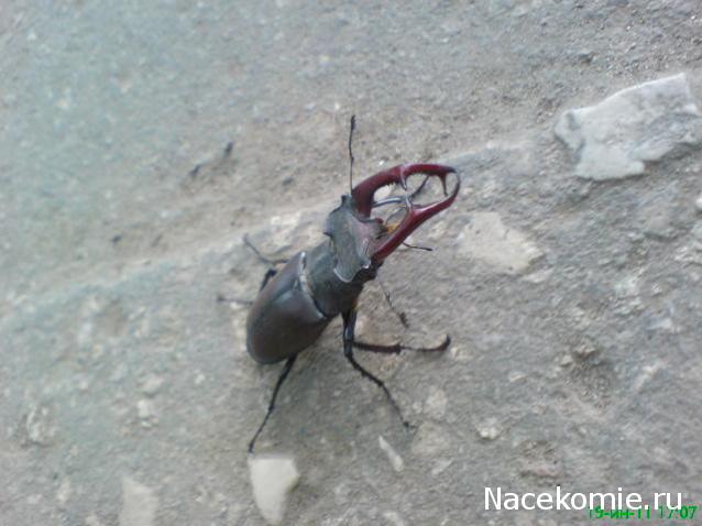 Фото насекомых (не из журнала)