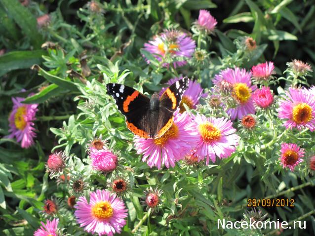 Фото насекомых (не из журнала)