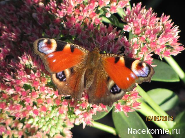 Фото насекомых (не из журнала)