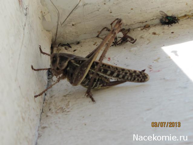 Фото насекомых (не из журнала)